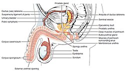 Kişi cinsiyyət üzvü