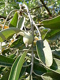 İydə(Elaeagnus angustifolia)