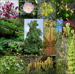 [[Embryophyta]] - Streptophta-nın növərindən biri