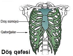 Döş qəfəsi