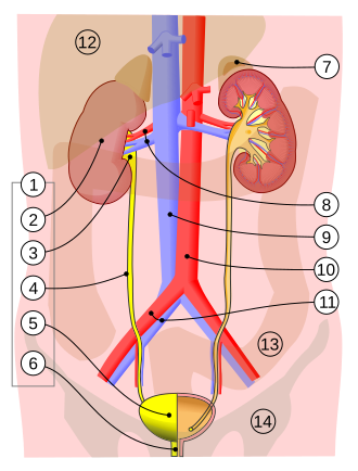 1. İfrazat sistemi: 2. Böyrəklər, 3. Böyrək ləyəni, 4. Sidik axarları, 5. Sidiklik, 6. Sidik kanalı, 7. Böyrəküstü vəzi Damarlar: 8. Böyrək arteriyası və Böyrək venası, 9. Aşağı boş vena, 10. Qarın aortası, 11. Ümumi qalça arteriyası and Ümumi qalça venası Ətraf orqanlar: 12. Qaraciyər, 13. Yoğun bağırsaq, 14. Çanaq