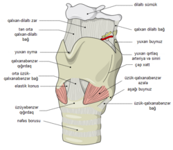 Qırtlağın anatomiyası
