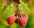 Meyvə Malina(Rubus idaeus)