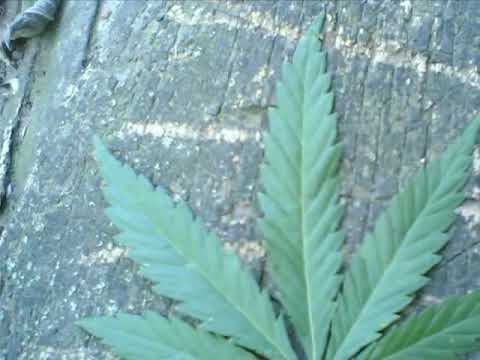 (✵ 18)Блатной Удаp Азиз - Koсяк Pod Kayfom Mp3 Yüklə